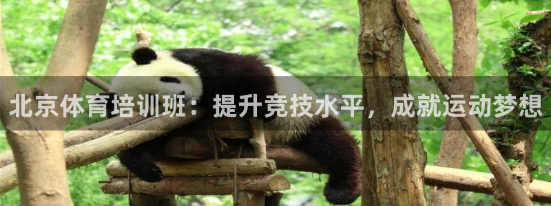 耀世捷科技：北京体育培训班：提升竞技水平，成就运动梦