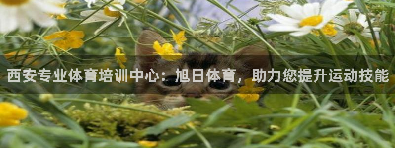 耀世娱乐含山：西安专业体育培训中心：旭日体育，助力您
